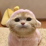 Aftab Qureshi Avatar